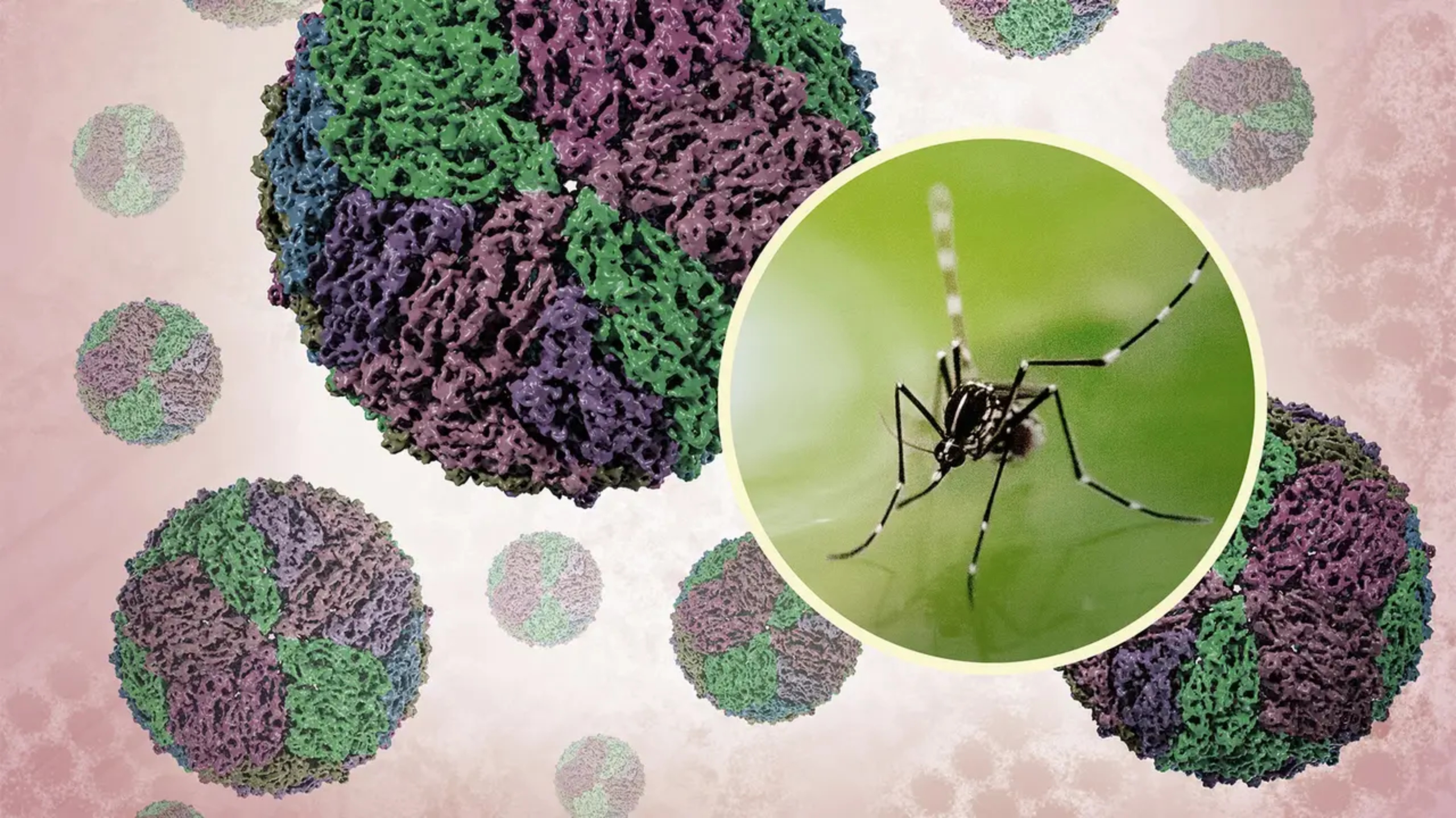 dengue 1
