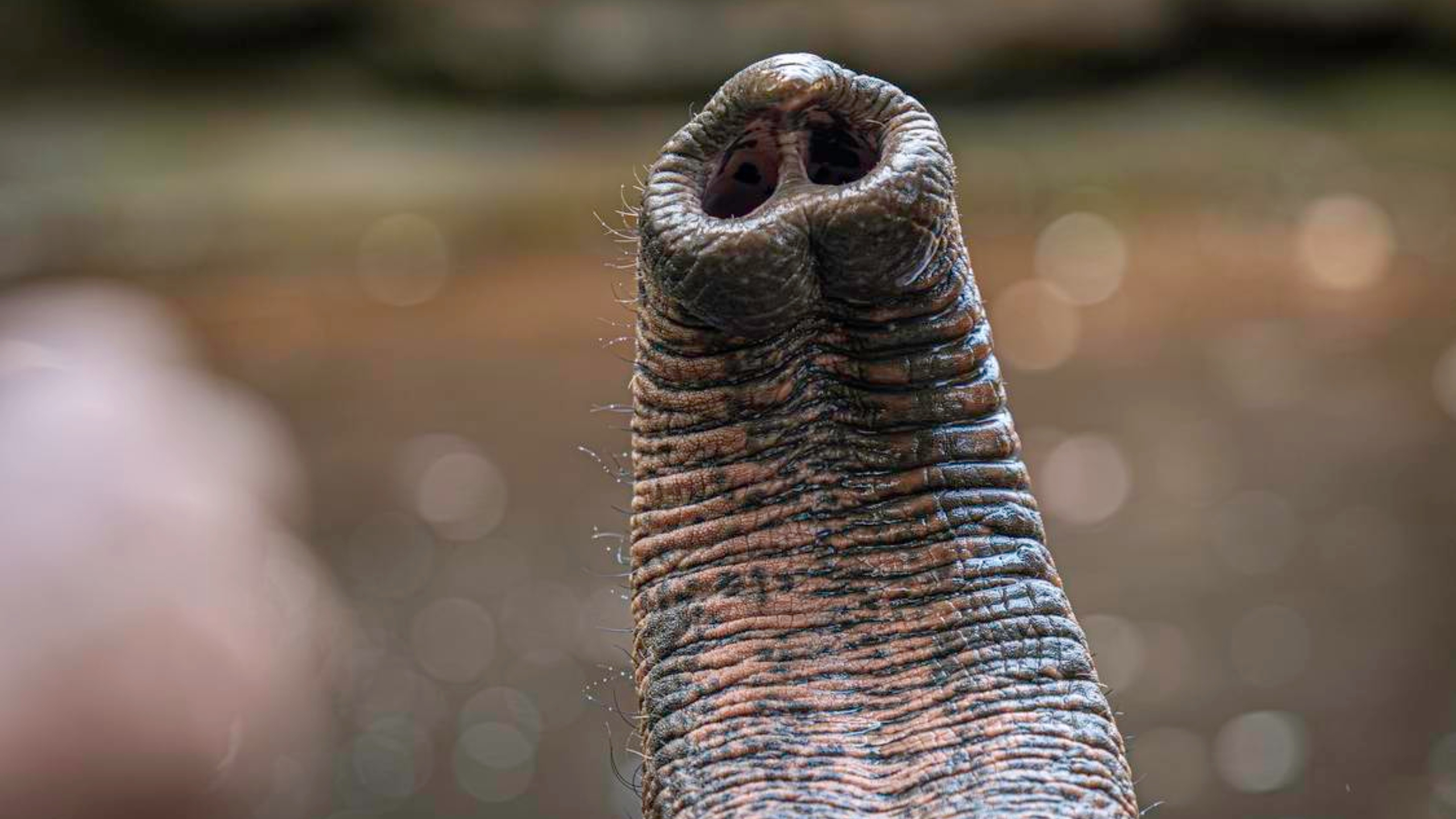 elefante tromba