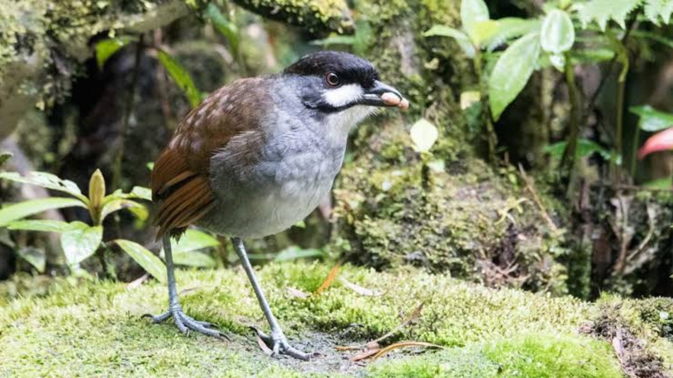 Descoberta que protege milhares de esp&eacute;cies