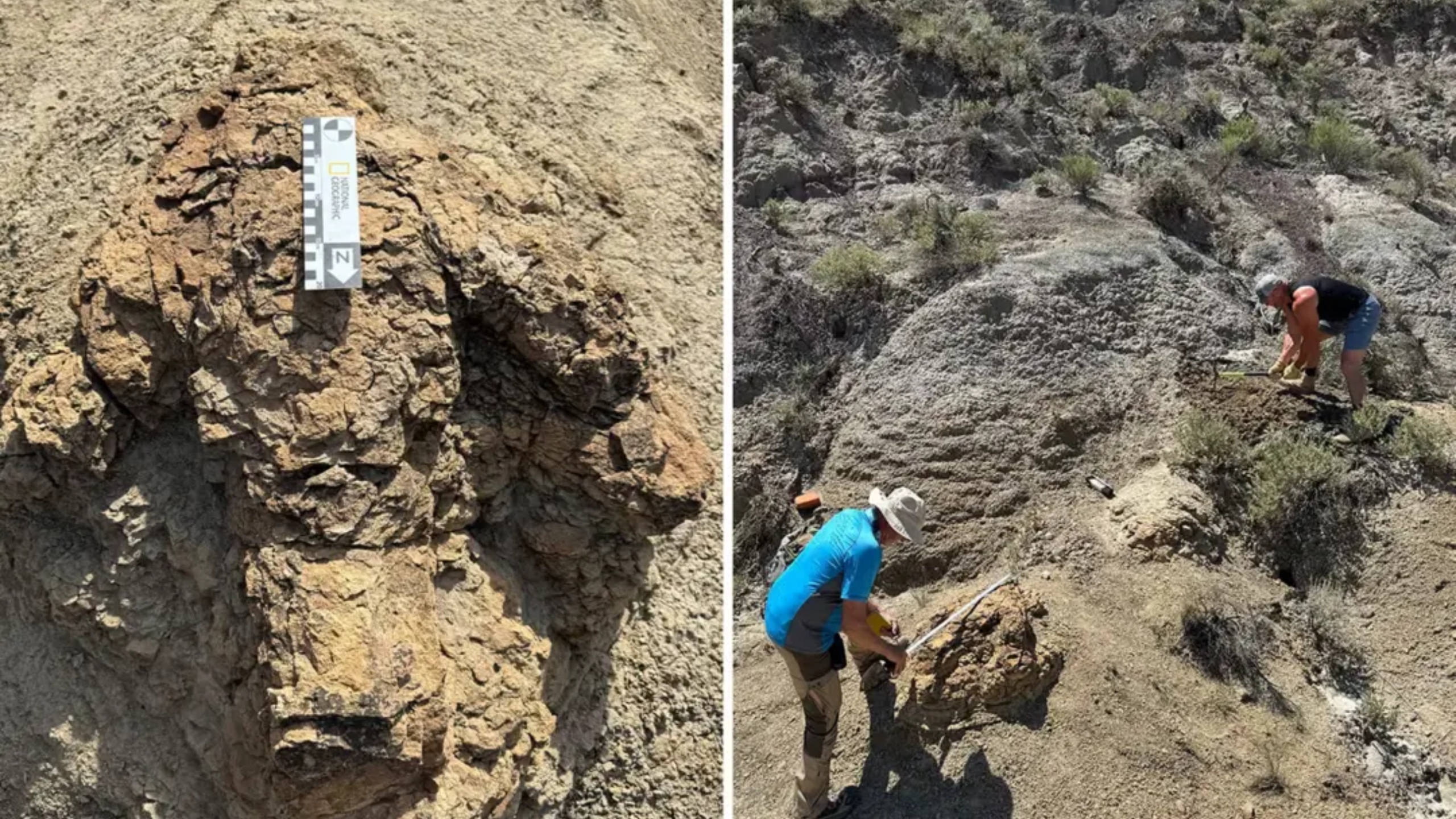 Encontradas as primeiras pegadas de T.Rex adulto