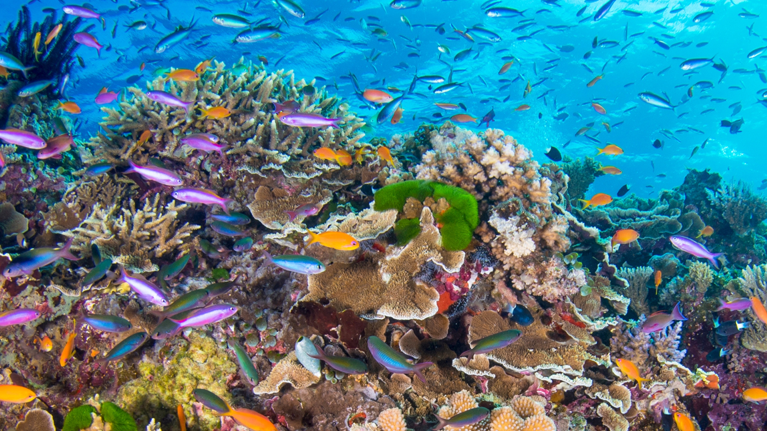 reefcoral1