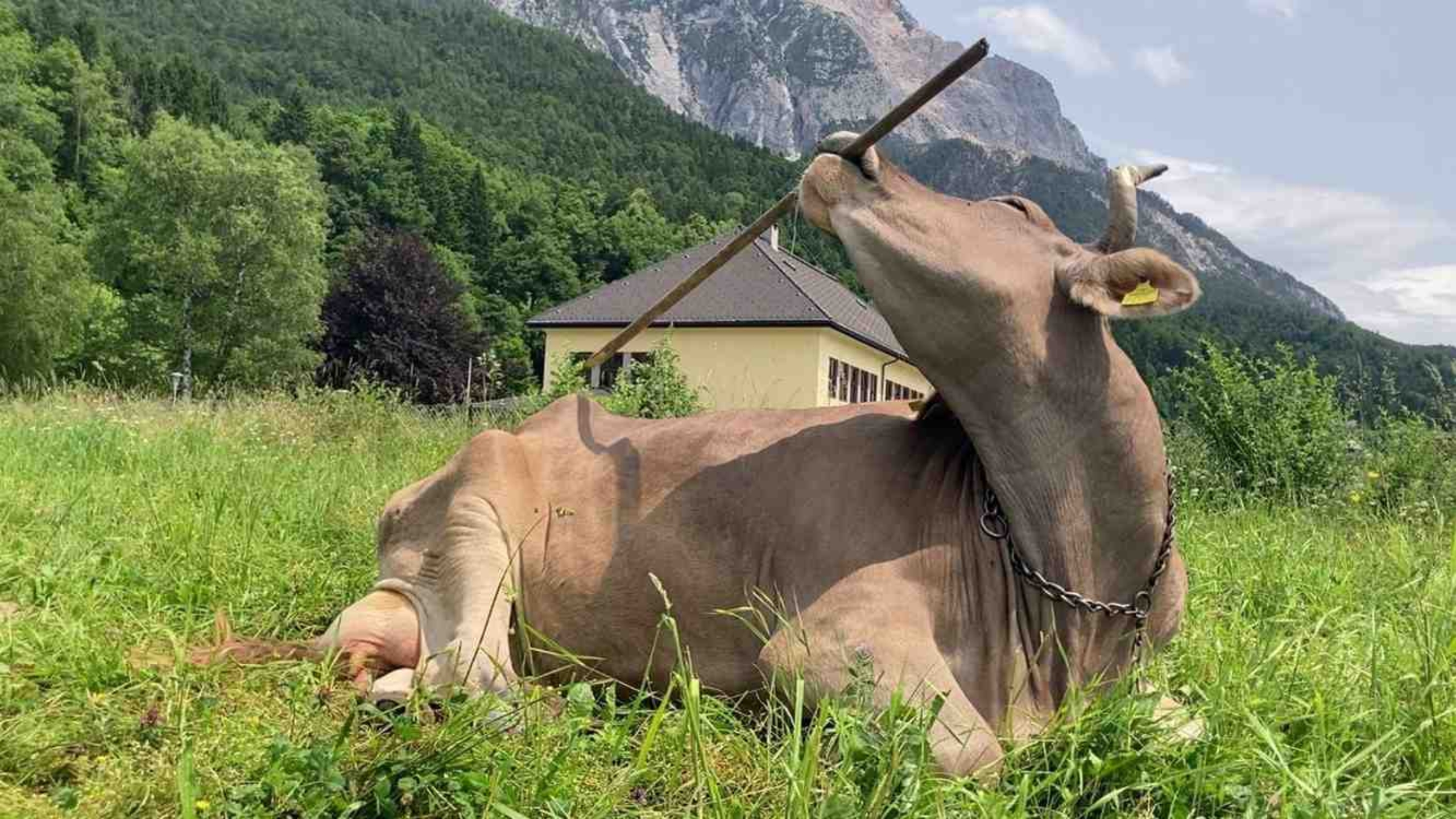 veronikacow